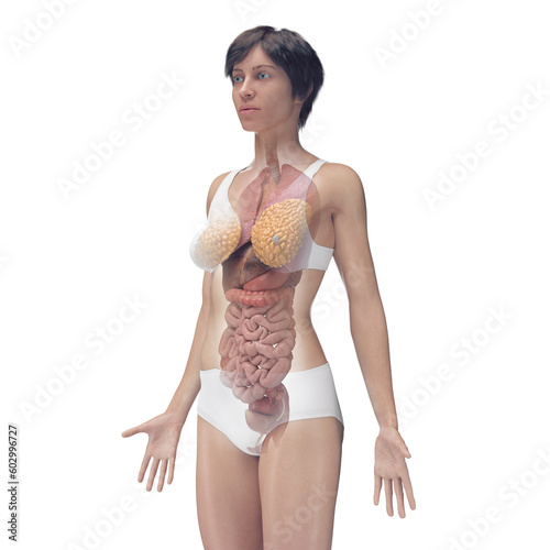 3d medical illustration of the female internal organs