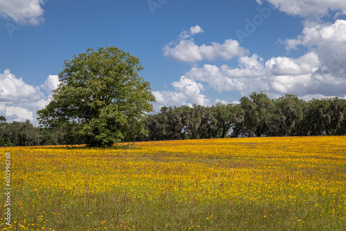 Photo of a field of yellow coreopsis in Florida on a sunny day