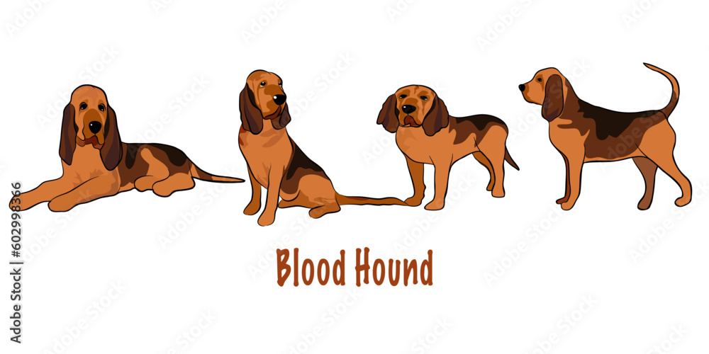Hand-Drawn Outlines of a Cute bloodhound in Various Poses, Rendered in Doodle-Style Drawing with Freehand Sketching