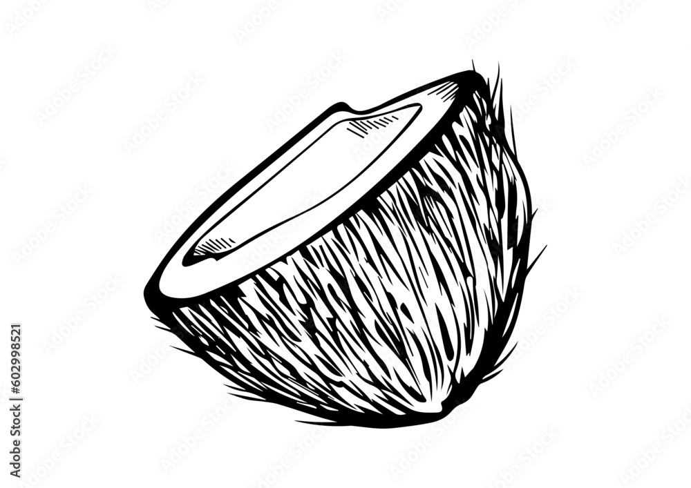 vector illustration of coconut, fruit, food, natural, healthy, vitamin