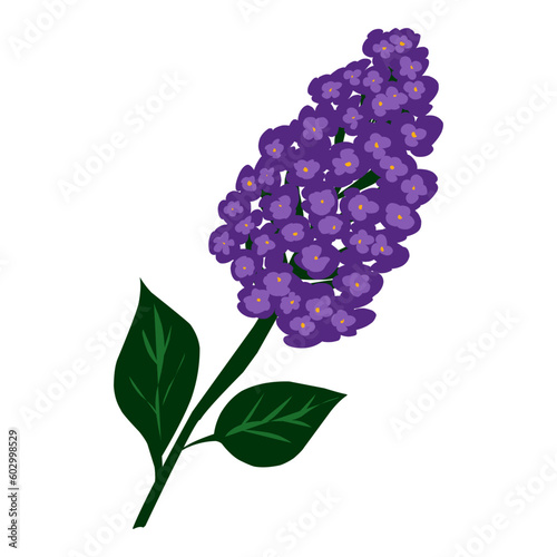 Lilac branch Flat illustration, color. Element for design	