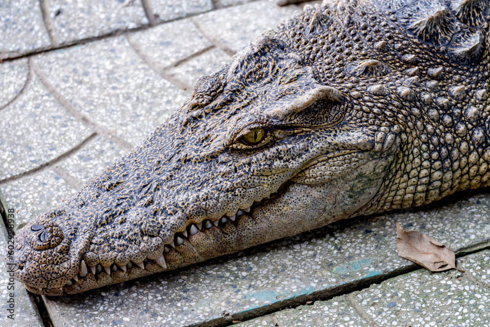 Fototapeta premium close up of a crocodile