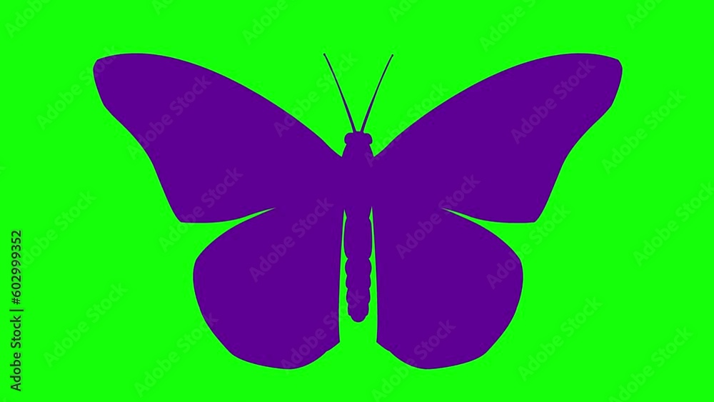 Animated violet butterfly flaps wings. Looped video. Flat vector illustration isolated on green background.