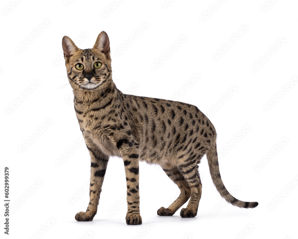 Savannah F4 cat with loads of serval resemblance, standing up side ways. Looking straight into camera. Isolated on a white background.