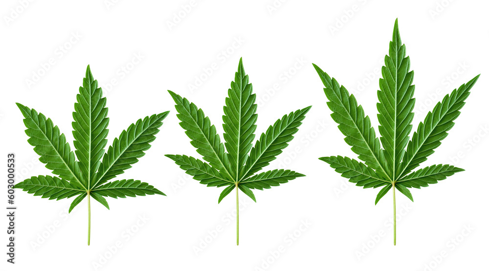 Close-up view of green marijuana leaf. Die-cut. Transparent background.png.
Close-up view of green marijuana leaf. Die-cut. Transparent background.png.