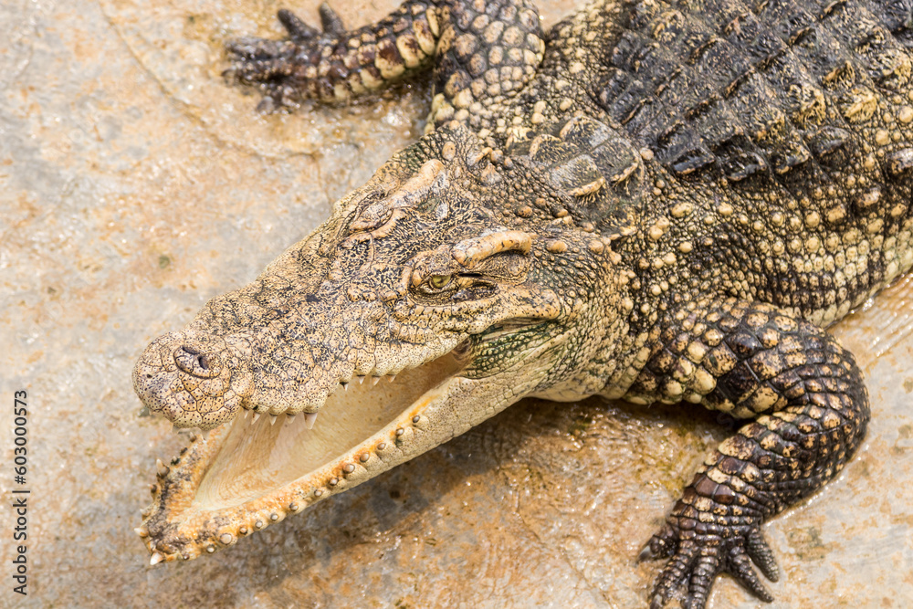 Fototapeta premium Crocodiles bask in the sun. Crocodiles in the pond. Crocodile farm. Cultivation of crocodiles.Crocodiles gathered for feeding, they are waiting for food.