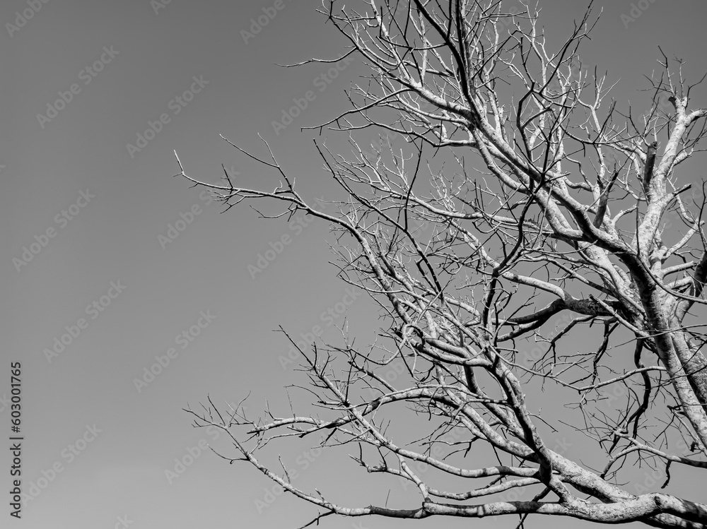 Fototapeta premium dead dry trees with white and black or gray skies. spooky dry tree background. isolated on white Sky
