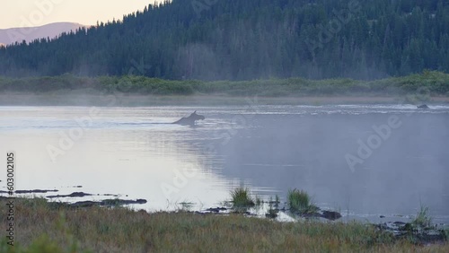 A Moose enjoying an early morning bath near the Bierstadt trailhead