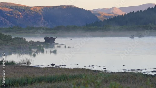 A Moose enjoying an early morning bath near the Bierstadt trailhead