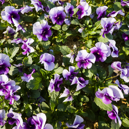 Purple and white pansies in garden in summer