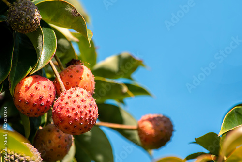 あまり見かけることもないけれどジャムにもなるヤマボウシの実