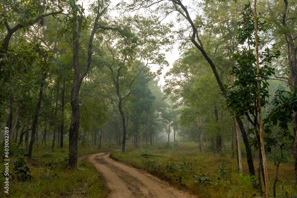 Named after the pristine River Pence which flows through the park, Pench National Park is one of the most popular wildlife reserves in India.
Leopard and Spotted Deer kill Named after the pristine River Pence which flows through the park, Pench National Park is one of the most popular wildlife reserves in India.
Leopard and Spotted Deer kill