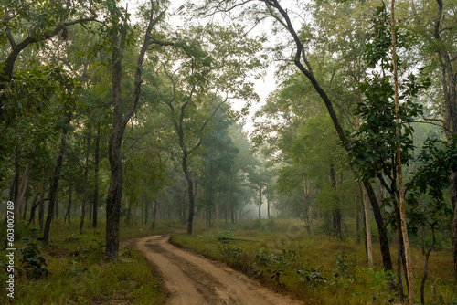Named after the pristine River Pence which flows through the park, Pench National Park is one of the most popular wildlife reserves in India.
Leopard and Spotted Deer kill