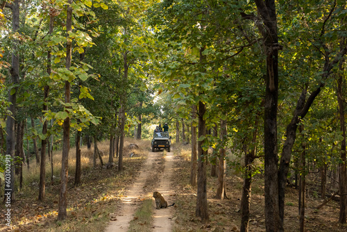 Named after the pristine River Pence which flows through the park, Pench National Park is one of the most popular wildlife reserves in India.
Leopard and Spotted Deer kill