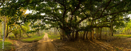 Named after the pristine River Pence which flows through the park, Pench National Park is one of the most popular wildlife reserves in India.
Leopard and Spotted Deer kill
