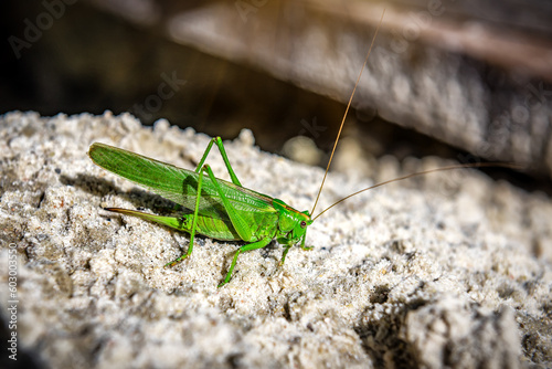 Beautiful Grasshopper on the sand. Green locust