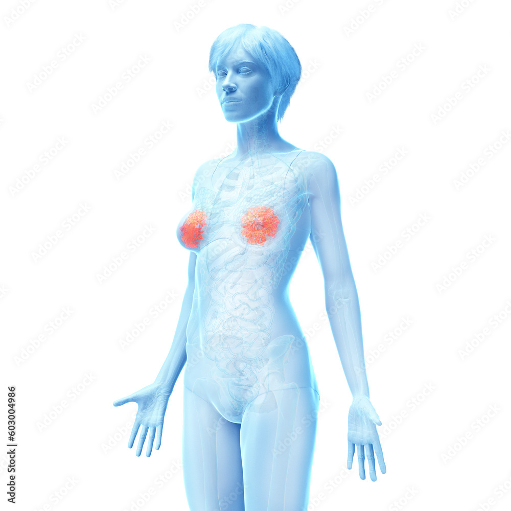 3d medical illustration of the female mammary glands 3d medical illustration of the female mammary glands