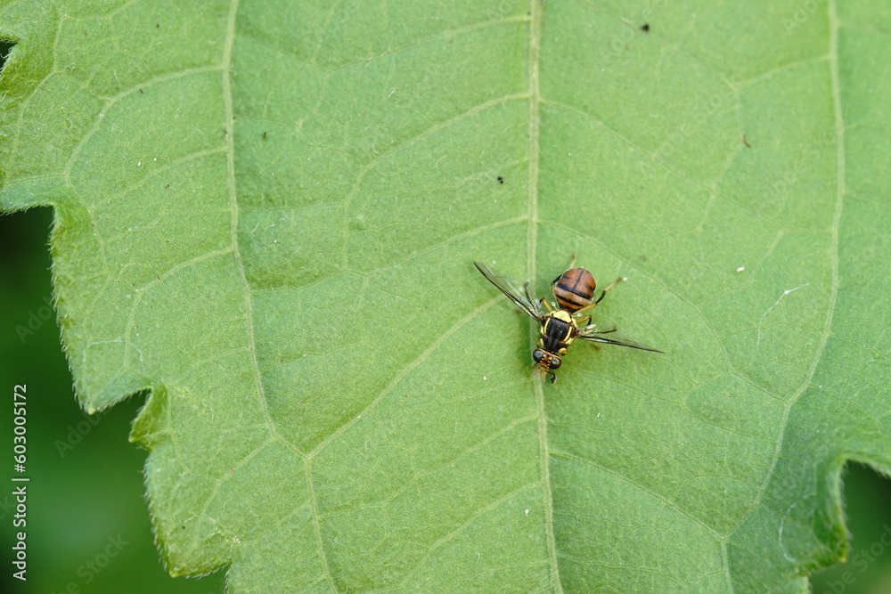 Bactrocera correcta found in vegetable plots. Bactrocera correcta found in vegetable plots.