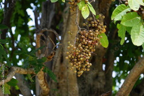 Schleichera oleosa fruit on tree.