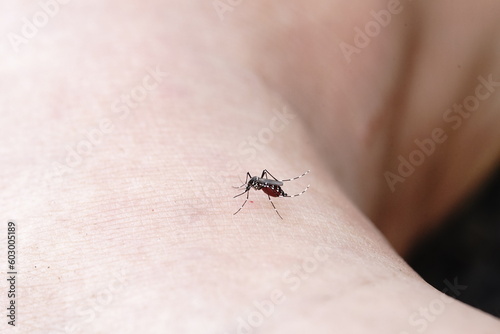 Aedes mosquitoes are feeding on blood. © meechai39