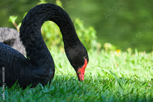 Close up black swan with red beak with isolated green background. 