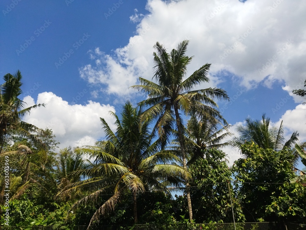 Coconut palm trees and sky