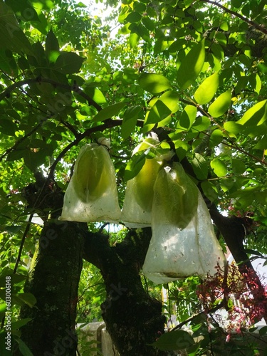 tree in the garden starfruit  photo