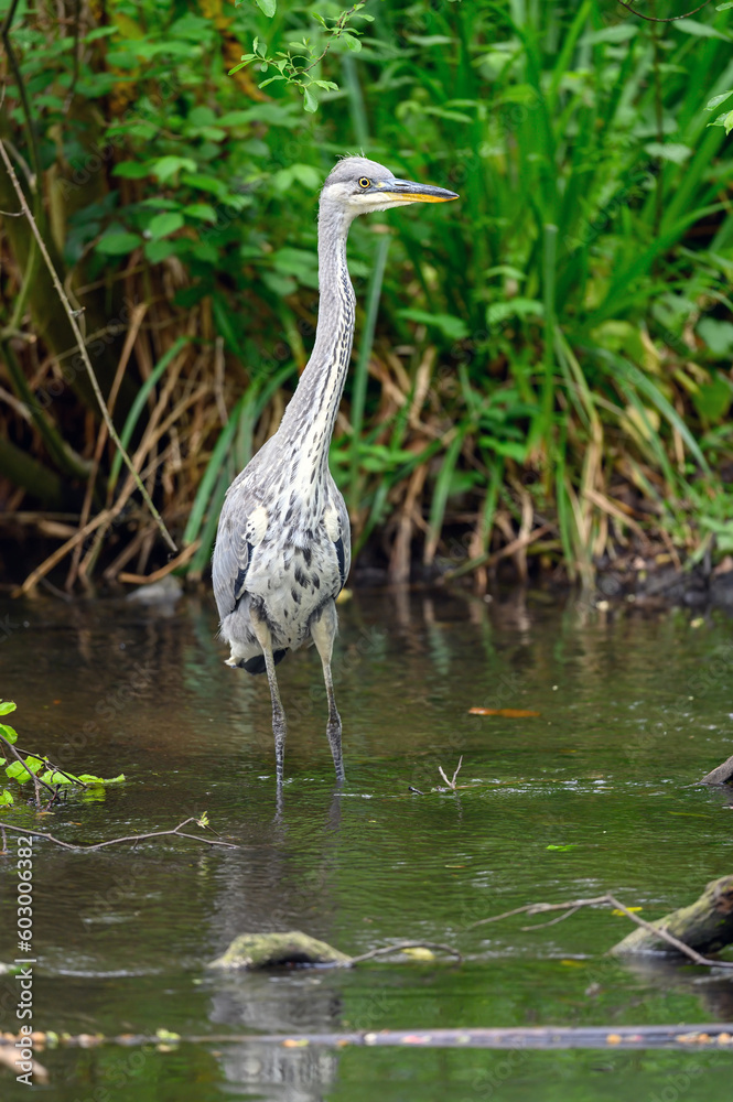 Grey heron standing in a river in Kent, UK. A heron in portrait view facing right. Grey heron (Ardea cinerea) in Kelsey Park, Beckenham, Greater London. The park is famous for its herons. Grey heron standing in a river in Kent, UK. A heron in portrait view facing right. Grey heron (Ardea cinerea) in Kelsey Park, Beckenham, Greater London. The park is famous for its herons.