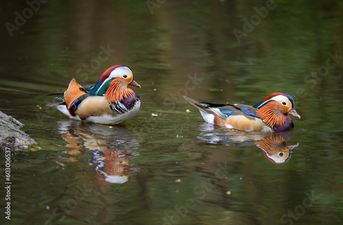 Two male mandarin ducks swimming on a lake in Kent, UK. Two ducks with reflections. Mandarin duck (Aix galericulata) in Kelsey Park, Beckenham, Greater London. The mandarin is a species of wood duck. photo