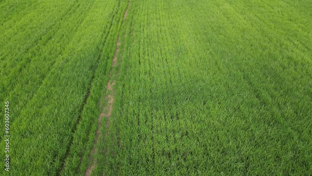 Wheat field shooting in wide field with drone. 4K 60Fps Video. Grassland harvest sky landscape Wheat field shooting in wide field with drone. 4K 60Fps Video. Grassland harvest sky landscape