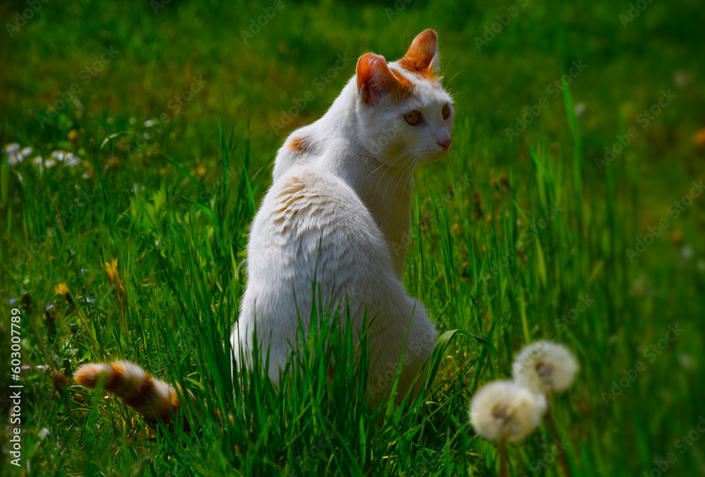 weiße Katze sitzt in grüner Wiese