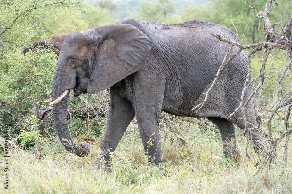 female elephant in shrubland thick vegetation at Kruger park, South Africa