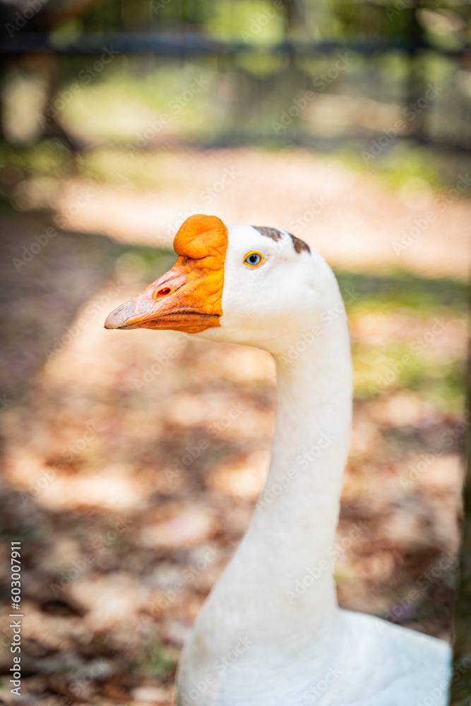 Portrait of white goose or duck in the park. Portrait of white goose or duck in the park.