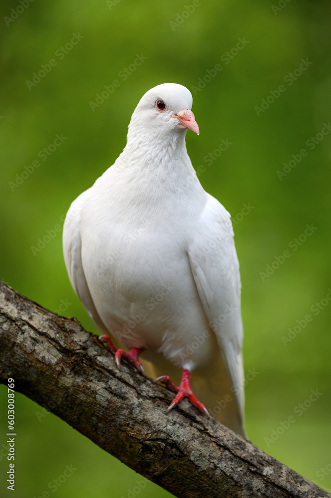 Rock dove or common pigeon or feral pigeon in Kent, UK. White dove (pigeon) sitting on a branch facing right with green background. White dove (Columba livia) in Kelsey Park, Beckenham, Greater London Rock dove or common pigeon or feral pigeon in Kent, UK. White dove (pigeon) sitting on a branch facing right with green background. White dove (Columba livia) in Kelsey Park, Beckenham, Greater London