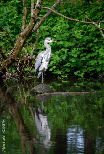 Grey heron standing on a log in a river in Kent, UK. Distant view of a heron with full reflection. Grey heron (Ardea cinerea) in Kelsey Park, Beckenham, London. The park is famous for its herons.