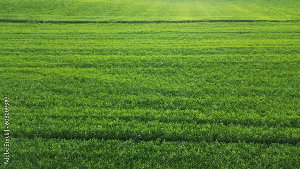 Wheat field shooting in wide field with drone. 4K 60Fps Video. Grassland harvest sky landscape Wheat field shooting in wide field with drone. 4K 60Fps Video. Grassland harvest sky landscape