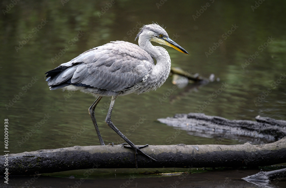 Grey heron in a river in Kent, UK. The heron is standing on a log with neck bent in landscape view. Grey heron (Ardea cinerea) in Kelsey Park, Beckenham, London. The park is famous for its herons. Grey heron in a river in Kent, UK. The heron is standing on a log with neck bent in landscape view. Grey heron (Ardea cinerea) in Kelsey Park, Beckenham, London. The park is famous for its herons.