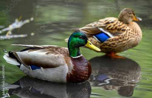 Quadro su tela Male and female mallard ducks standing in a lake in Kent, UK