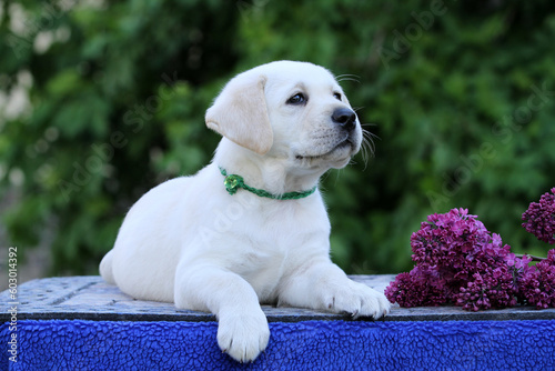 yellow labrador retriever in spring close up