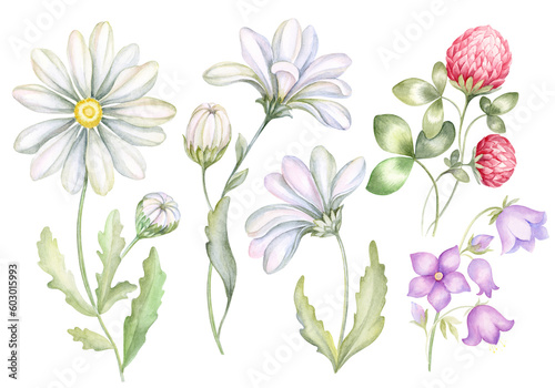Watercolor wildflowers. Set of meadow flowers chamomile, clover, bluebells. Hand drawn illustration.