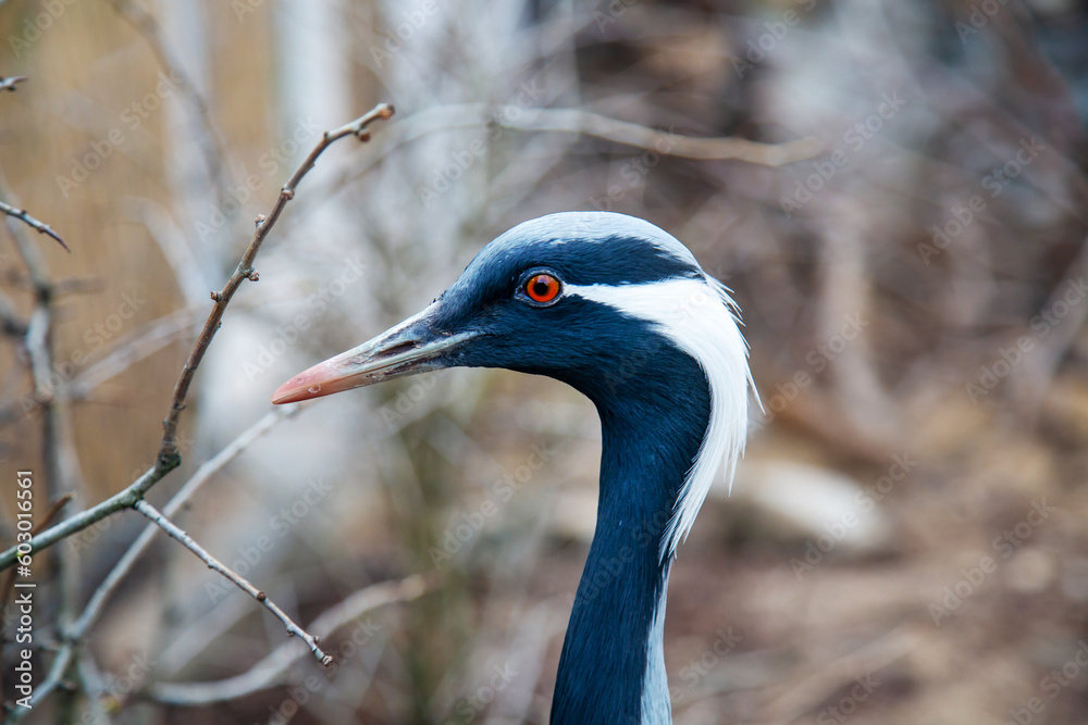 The head of a crane with a white crest on the background of bushes. Birds, ornithology, ecology.