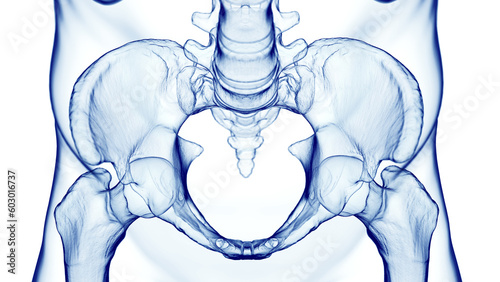 Foto 3d medical illustration of a man's pelvis