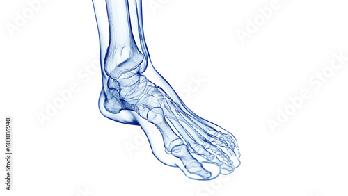 3D Rendered Medical Illustration of the bones of the foot photo