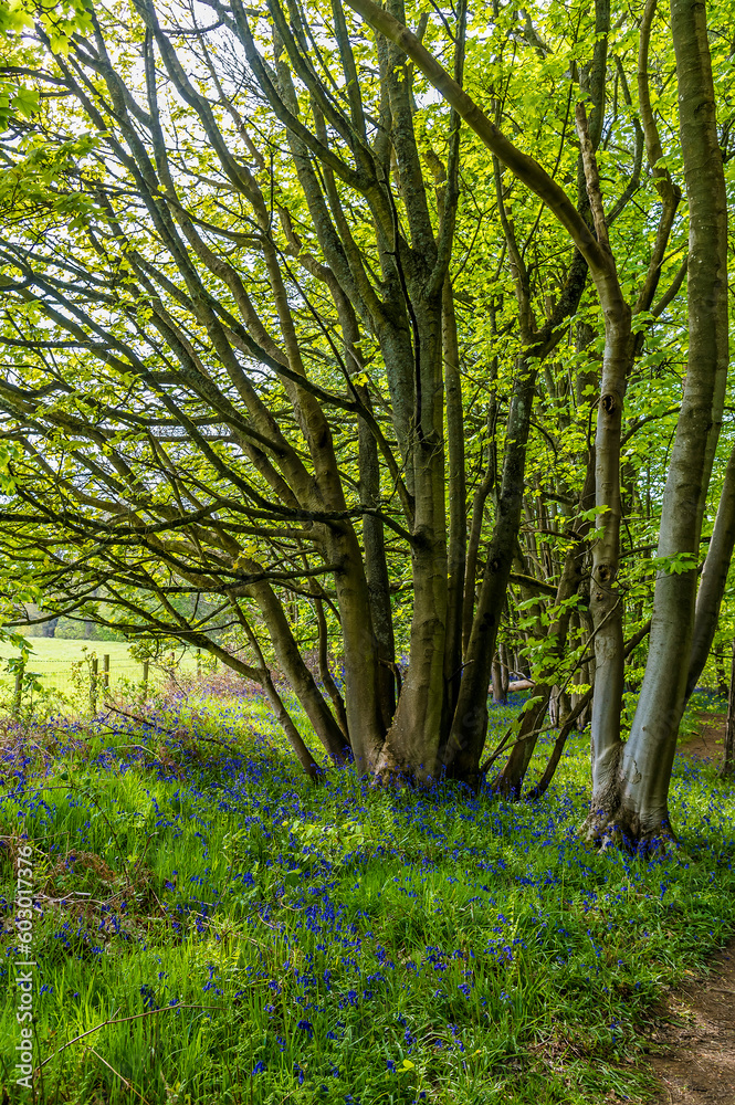 A view of Bluebells flowering around a tree in Badby Wood, Badby, Northamptonshire, UK in summertime A view of Bluebells flowering around a tree in Badby Wood, Badby, Northamptonshire, UK in summertime