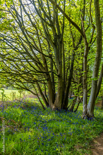 A view of Bluebells flowering around a tree in Badby Wood, Badby, Northamptonshire, UK in summertime