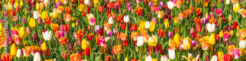 Panorama of colorful beautiful blooming tulip in Lisse  Holland Netherlands in spring