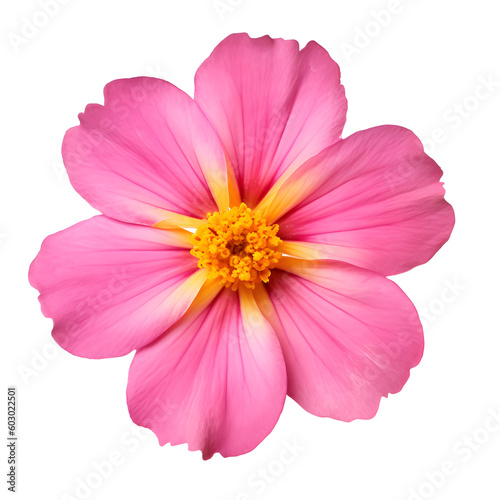 Bright pink Primula flower. Isolated transparent background. Yellow center. Nature. © Medard