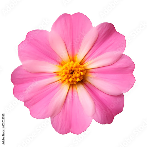Bright pink Primula flower. Isolated transparent background. Yellow center. Nature.