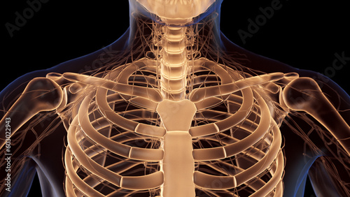 3d medical illustration of a man's ribcage