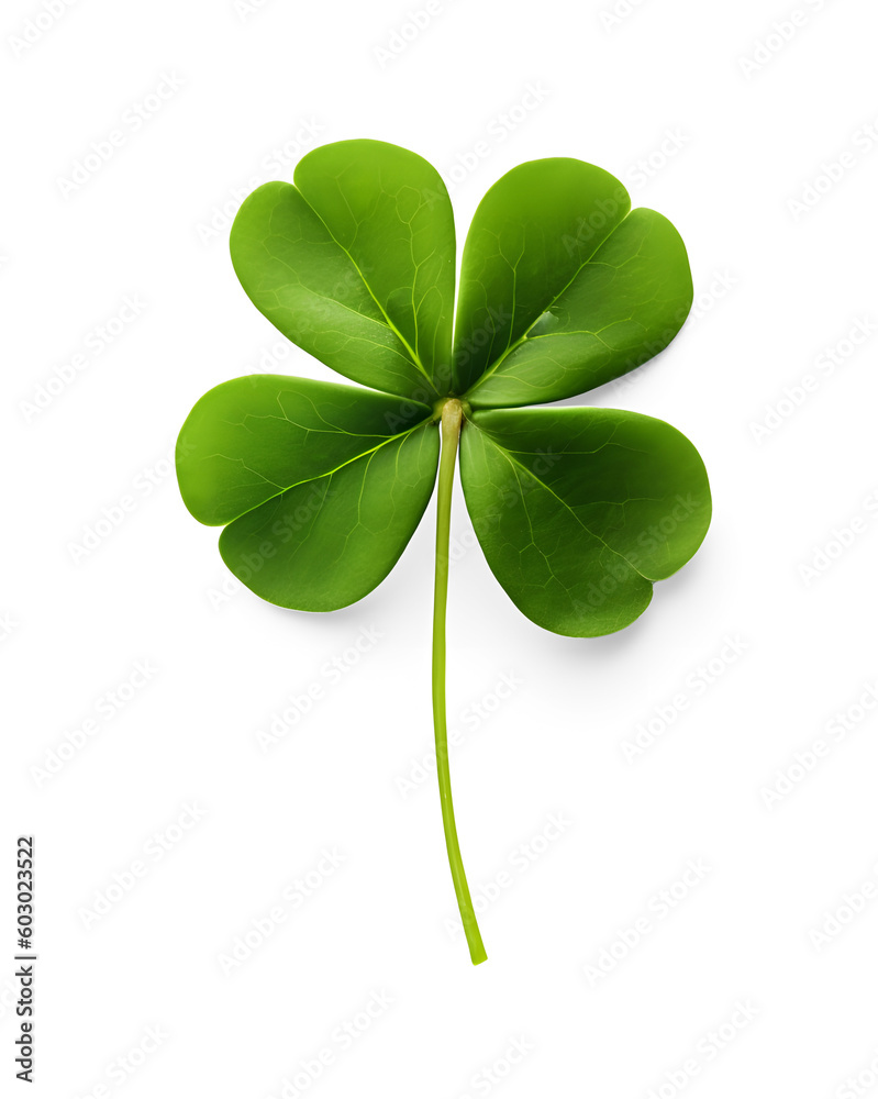 Green four leaf clover isolated on a transparent background Green four leaf clover isolated on a transparent background